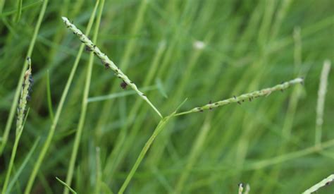 Ultimate Bermuda Grass Care Guide – Home and Gardens