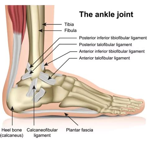 The Basics of Ankle Anatomy and Foot Anatomy