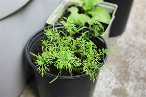 Growing Dill in Containers - Food Gardening Network