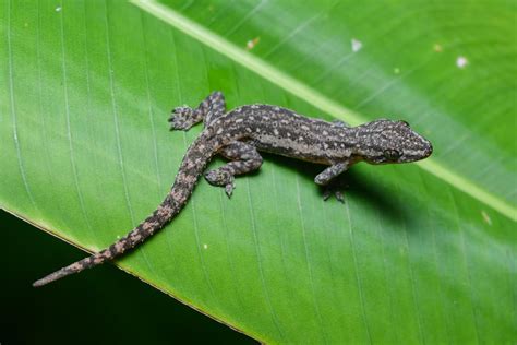 Common house gecko (Hemidactylus frenatus)