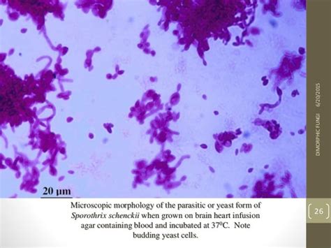 Dimorphic fungi