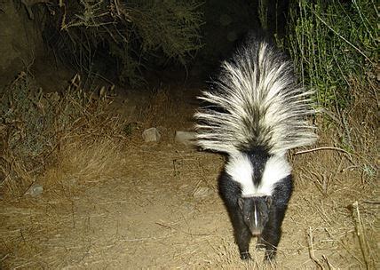 Skunk Removal – First Choice Wildlife Services