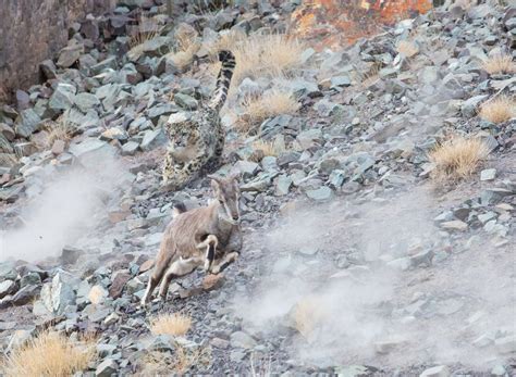 Snow Leopard hunting Blue Sheep | Smithsonian Photo Contest | Smithsonian Magazine