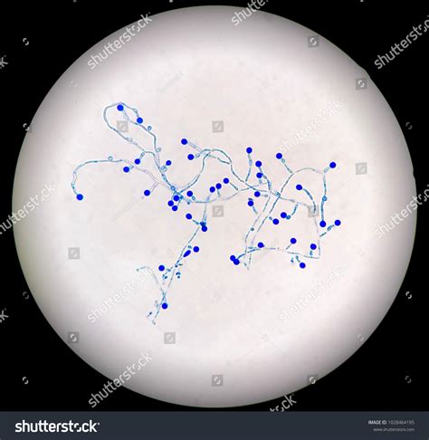 7 Glomeromycota 图片、库存照片和矢量图 | Shutterstock