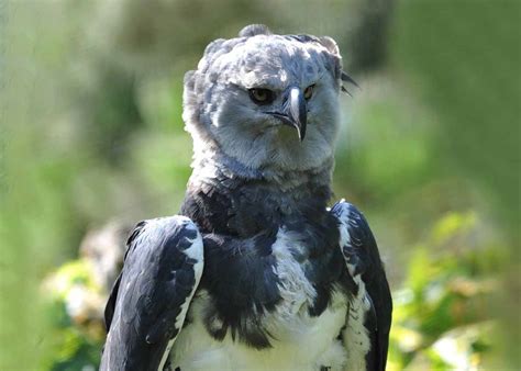 9 Harpy Eagle Facts: Amazon’s Great Hunter | Latin Roots Travel