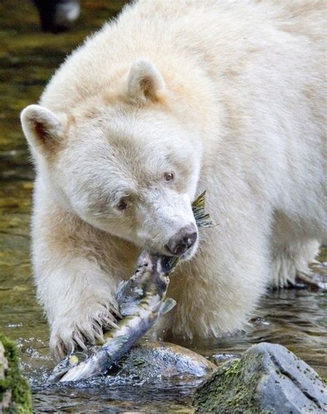 A rare moment. Eye to eye with a spirit bear. - National... Spirit Bear ...