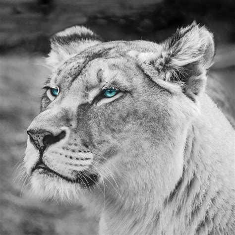 2048x2048 Lion Blue Eyes Monochrome 5k Ipad Air HD 4k Wallpapers, Images, Backgrounds, Photos ...