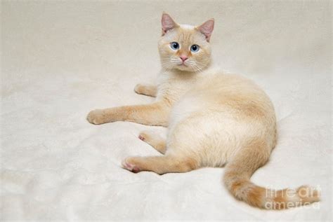 RED POINT SIAMESE CAT BEHAVIOR - Wroc?awski Informator Internetowy ...