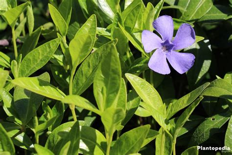 Growing Periwinkle, Vinca Minor – How to Care for this Ground Cover - Plantopedia