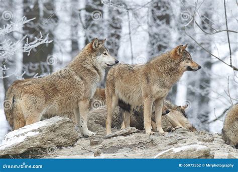 A Pack of wolves stock photo. Image of frost, wild, alaska - 65972352