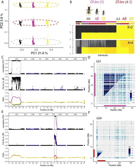 Two large chromosomal inversions structure within-species genetic ...