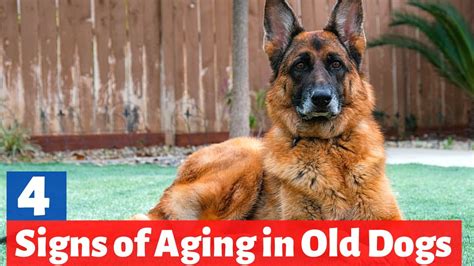 What are the 4 Signs of Aging in Senior Dogs? | Symptoms of Old age in Dogs | - YouTube