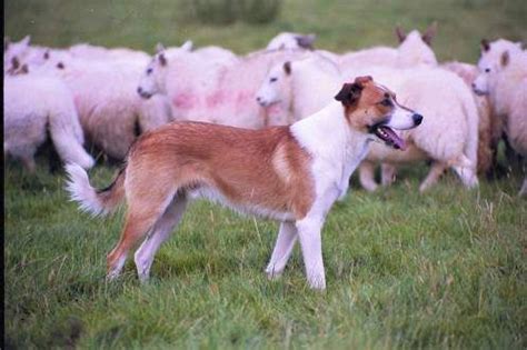 Welsh Sheepdog | Welsh sheepdog, Sheepdog, Herding breed