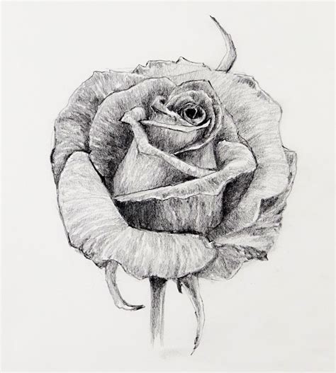 How To Draw A Rose With Pencil Simple