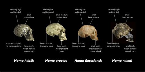 26. Homo naledi | The History of Our Tribe: Hominini