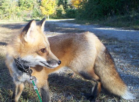 File:Pet red fox 'Ron' Vulpes Vulpes Fulvus.jpg - Wikipedia