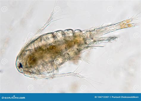 Freshwater Zooplankton Identification