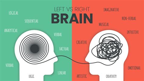 Left Brain vs. Right Brain Dominance infographic template. How the human brain works theory ...