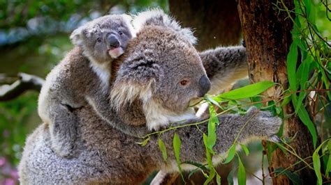 What Do Baby Koalas Eat