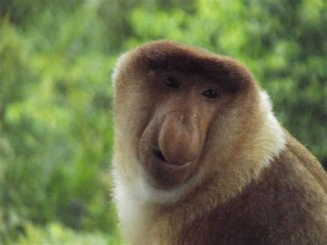 Proboscis Monkey Animal Facts | Nasalis larvatus | AZ Animals