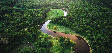 4 Alasan Mengapa Hutan Hujan Amazon Sangat Penting - TrenAsia