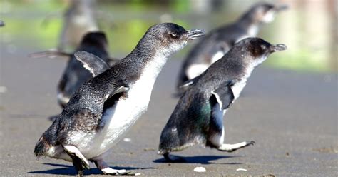 Little blue penguins are washing up dead on New Zealand beaches