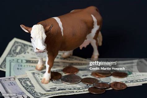 452 Cash Cow Stock Photos, High-Res Pictures, and Images - Getty Images