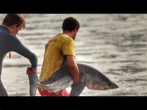 Baby Great White Shark Size