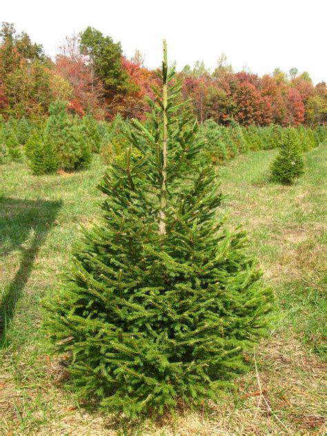 Norway Spruce - Hutton-Loyd Tree Farm