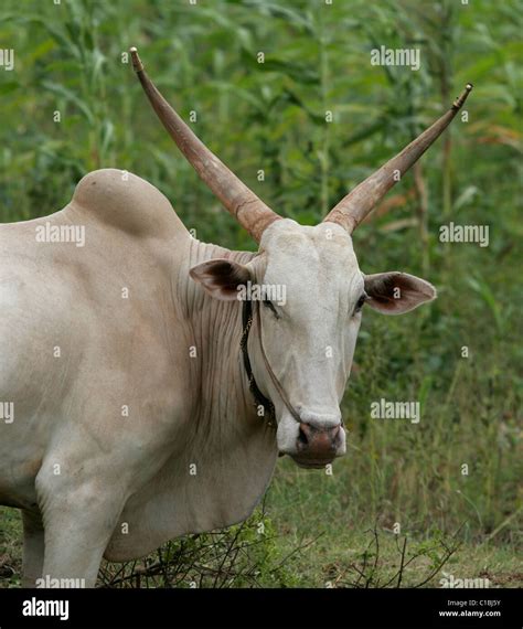 ox oxen India plow animal horns brass tipped horns Stock Photo - Alamy