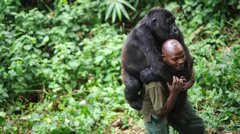 Gorillas And Guerrillas Share The Troubled Congo : NPR