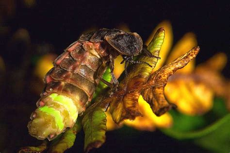 Glow Worms - Learn About Nature