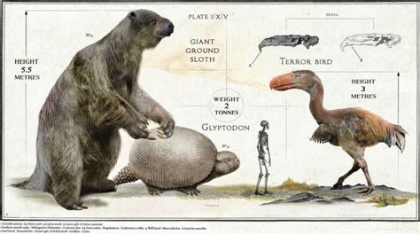 Size comparison of a giant ground sloth, glyptodon, and a terror bird. | Ground sloth, Extinct ...