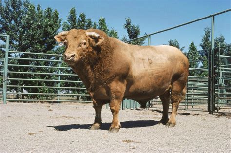 A Beefalo, which is a hybrid of a domesticated cow and an American Bison. : pics