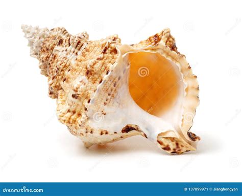 Polynesian Conch Shell Horn Stock Image - Image of blowing, destination ...