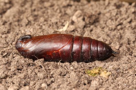 Privet Hawk-moth - Sphinx ligustri pupa | A 50mm long Privet… | Flickr