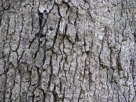 Types of Oak Trees (With Pictures of Trunk Bark) | Owlcation