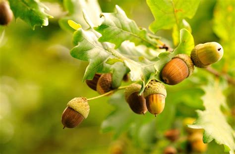 Types Of Oak Tree Acorns