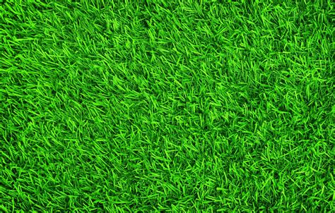 Details 100 grass green background - Abzlocal.mx