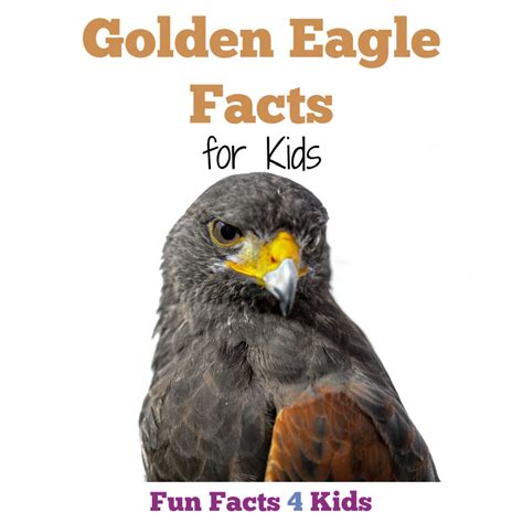 Interesting Golden Eagle Facts for Kids – Fun Facts 4 Kids