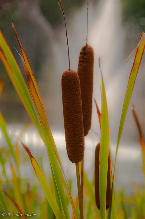 Cat O Nine Tails Photograph by Brenda Jacobs - Pixels