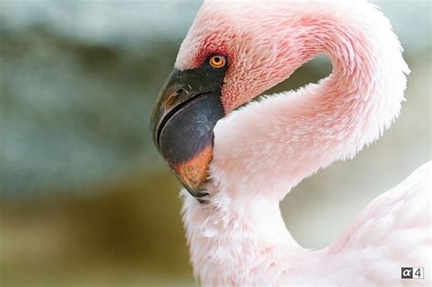 Flamingo | Flamingo, Picture, Old world