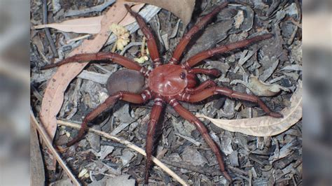 Rare giant spider species spotted in Queensland | CNN