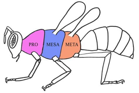 Where are an insect's wings typically located? | Socratic