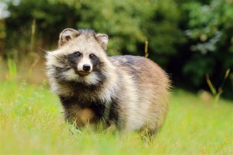 Raccoon Dog - A-Z Animals