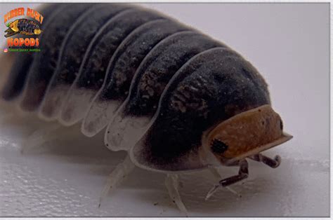 Rubber Ducky Isopods... We Specialize In The Rare & Exotic | 30...