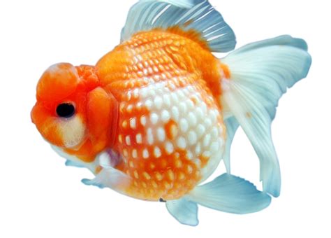 Goldfish Png Transparent Images Pictures Photos Png Arts | The Best Porn Website