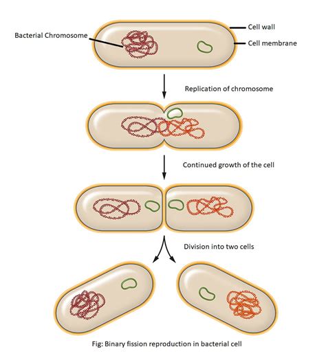 Bacterial Structures Internal to Cell Wall and Reproduction - Food Tech Notes