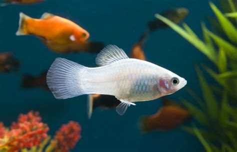 Platy Fish | Ultimate Care Guide & Types of Platy - Fish Laboratory