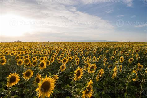 sunflower field view 10372971 Stock Photo at Vecteezy